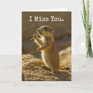 Cartão Baby prairie dog eating, Arizona