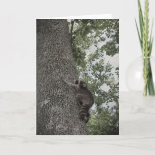 Cartão Baby Raccoon