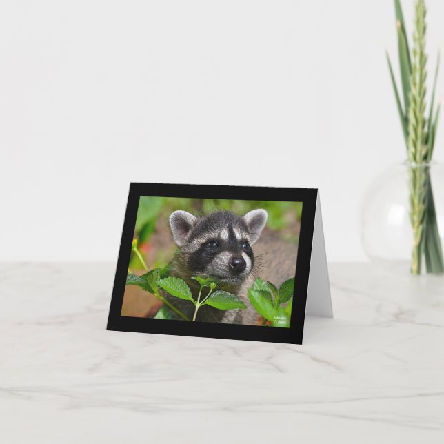 Cartão Baby Raccoon Notecard (Frente)