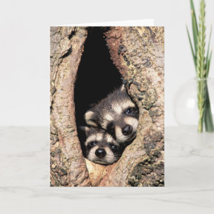Cartão Baby Raccoons Peeking out of Tree