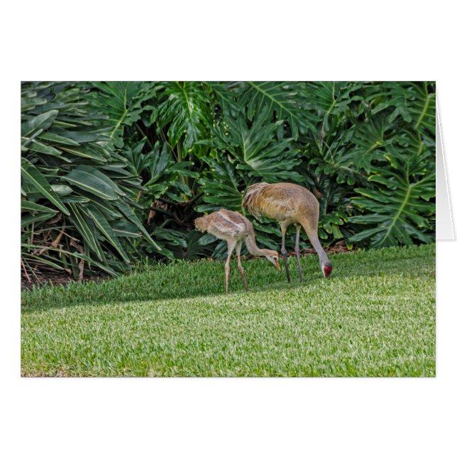 Cartão Baby Sandhill Crane com pai (Frente Horizontal)