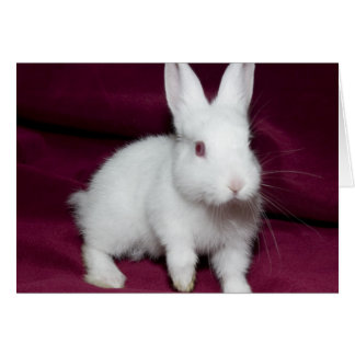 Cartão Baby Scarlett