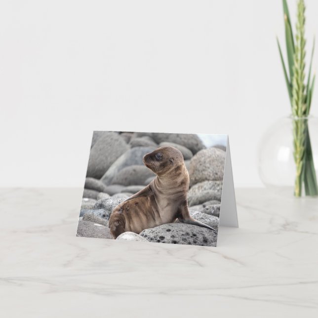 Cartão Baby Sea Lion Greeting Card (Frente)