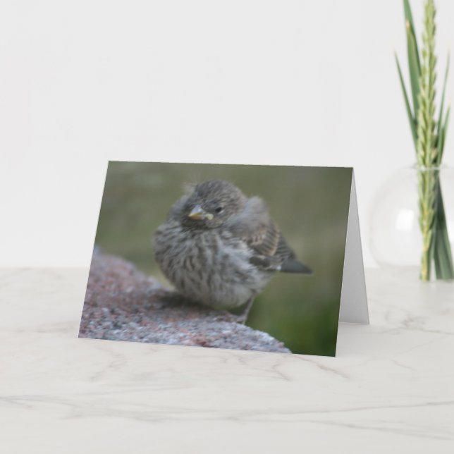 Cartão "Baby Sparrow" Photo Greeting Card (Frente)