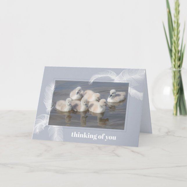 Cartão Baby Swans & Feathers Blank Folded Greeting Card (Frente)