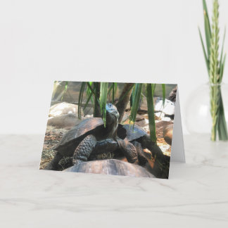Cartão baby tortoise greeting card #2 (message inside)