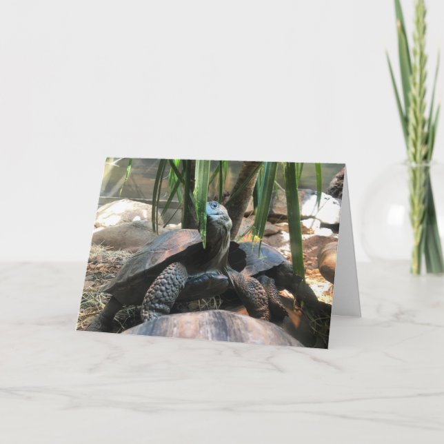 Cartão baby tortoise greeting card #2 (message inside) (Frente)