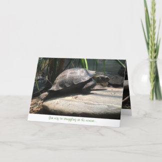 Cartão baby tortoise greeting card (encouragement)