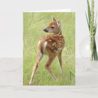 Cartão Baby Whitetail Deer Fawn 6 Greeting Card