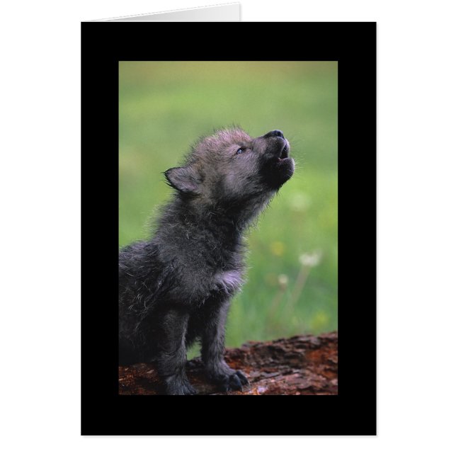 Cartão Baby Wolf Howls (Frente)