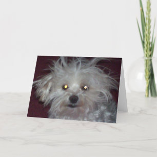 Cartão Bad Hair Day - Dog and People Humor