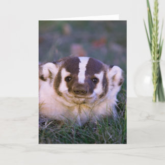Cartão Badger