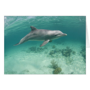 Cartão Bahamas, Ilha Grande do Bahama, Porto Livre, Capto