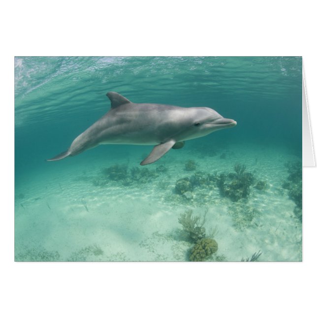 Cartão Bahamas, Ilha Grande do Bahama, Porto Livre, Capto (Frente Horizontal)