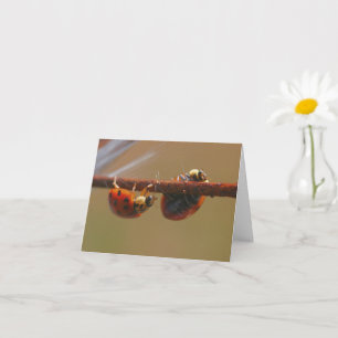 Cartão Balanceamento de Ladybugs Natureza Fotografia