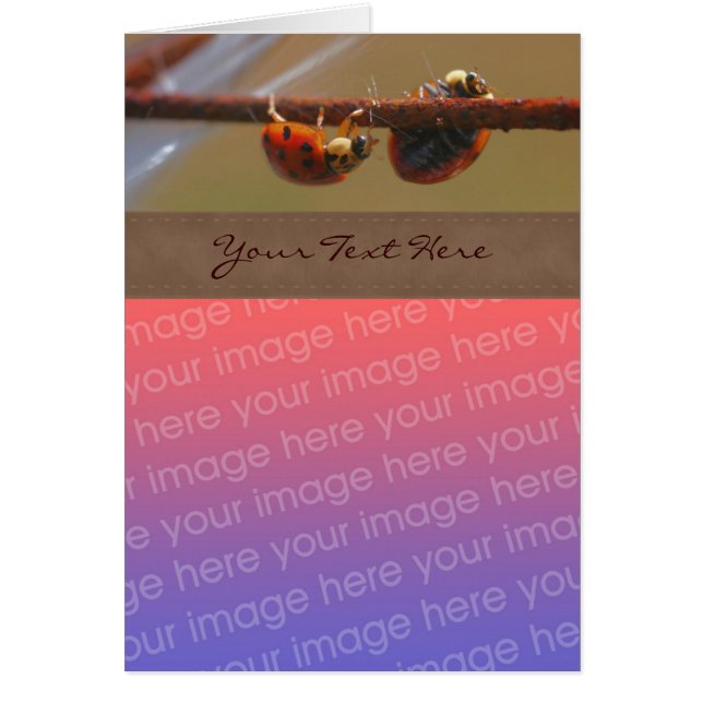 Cartão Balanceando Ladybugs Natureza Sua Foto (Frente)