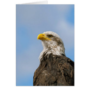 Cartão Bald Eagle