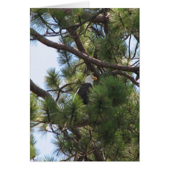 Cartão Bald Eagle (Frente)