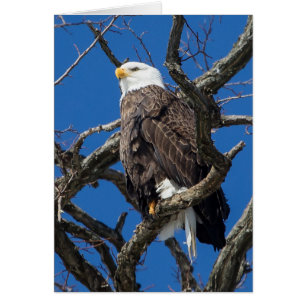 Cartão Bald Eagle