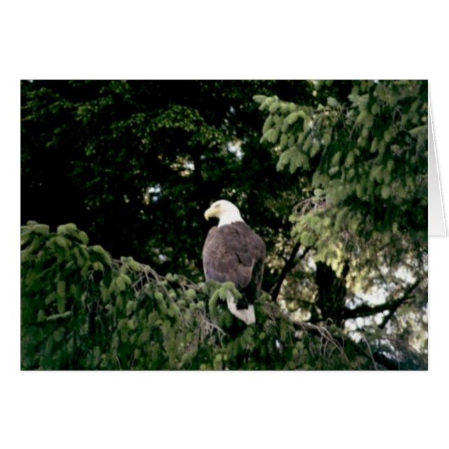 Cartão Bald Eagle (Frente Horizontal)