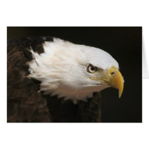 Cartão Bald Eagle