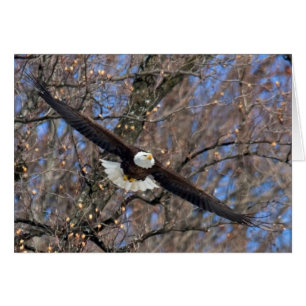 Cartão Bald Eagle