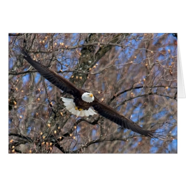 Cartão Bald Eagle (Frente Horizontal)