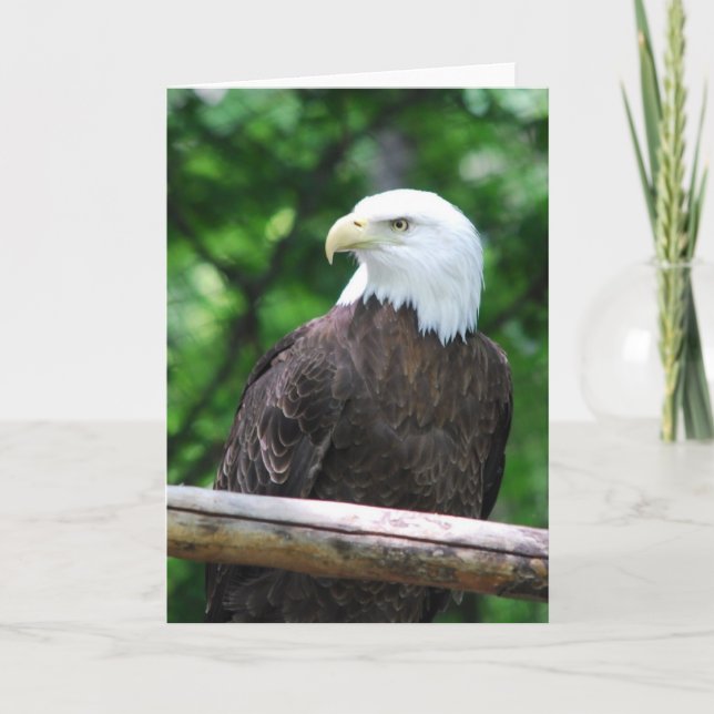 Cartão Bald Eagle Bird Greeting Card (Frente)