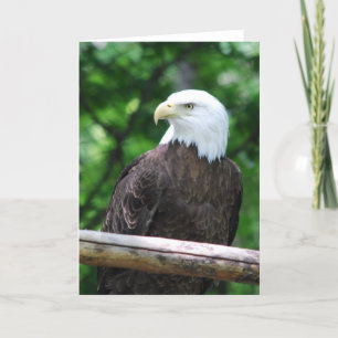 Cartão Bald Eagle Bird Greeting Card