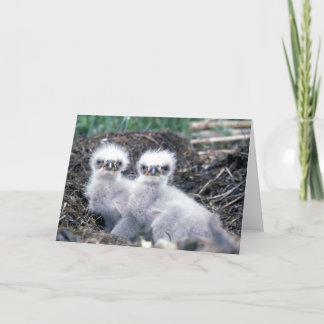Cartão Bald Eagle Chicks Greetings Card