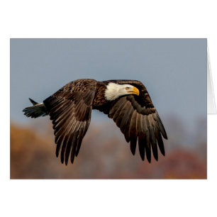Cartão Bald Eagle em voo