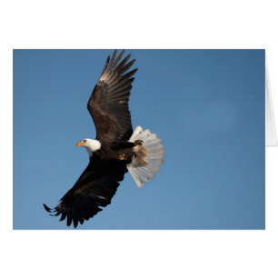 Cartão Bald Eagle em Voo