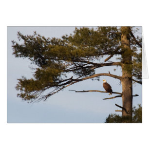 Cartão Bald Eagle In A Pine Tree