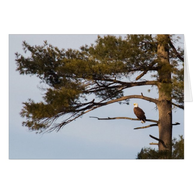 Cartão Bald Eagle In A Pine Tree (Frente Horizontal)