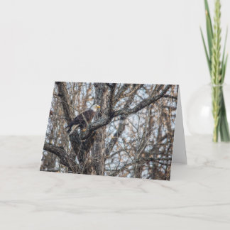 Cartão Bald Eagle na Caça