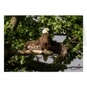 Cartão Bald Eagle, O Flasher