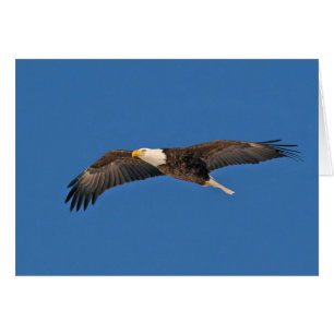 Cartão Bald Eagle Sky High