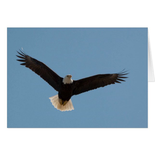 Cartão Bald Eagle Soaring (Frente Horizontal)