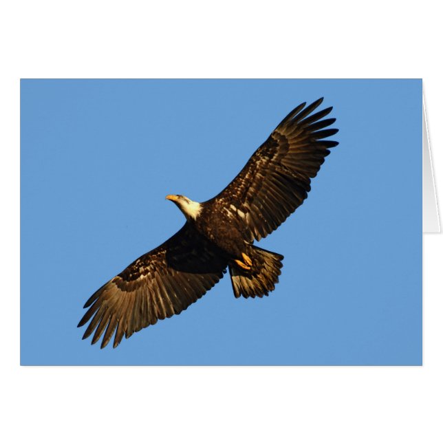 Cartão Bald Eagle Soaring 2 (Frente Horizontal)