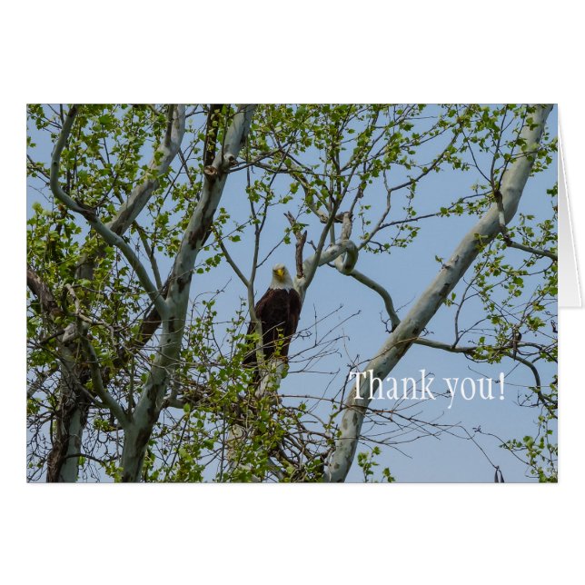Cartão Bald Eagle Sorri Obrigado (Frente horizontal)