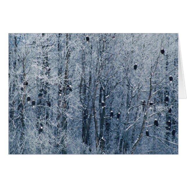 Cartão Bald Eagles (Frente Horizontal)