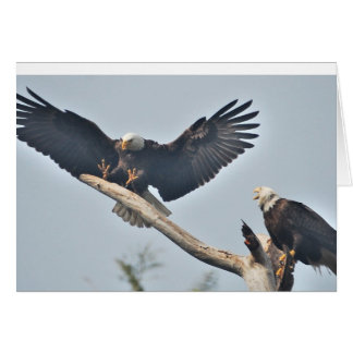 Cartão Bald Eagles