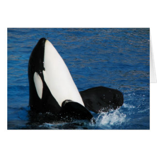Cartão baleia