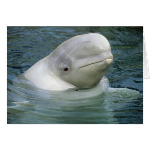 Cartão Baleia Beluga, Delphinapterus leucas)