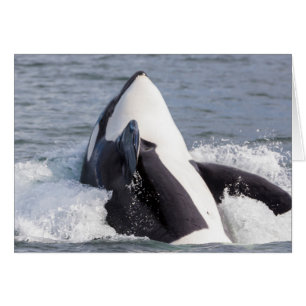 Cartão Baleia Orca saltando