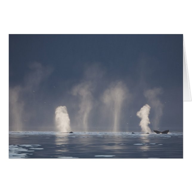 Cartão Baleias-jubarte (Megaptera novaeangliae) (Frente Horizontal)