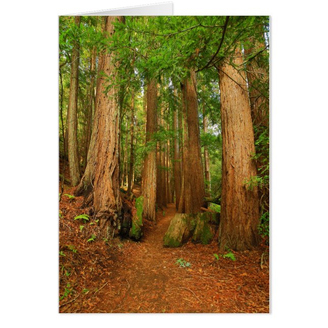 Cartão Baltimore Canyon (Frente)