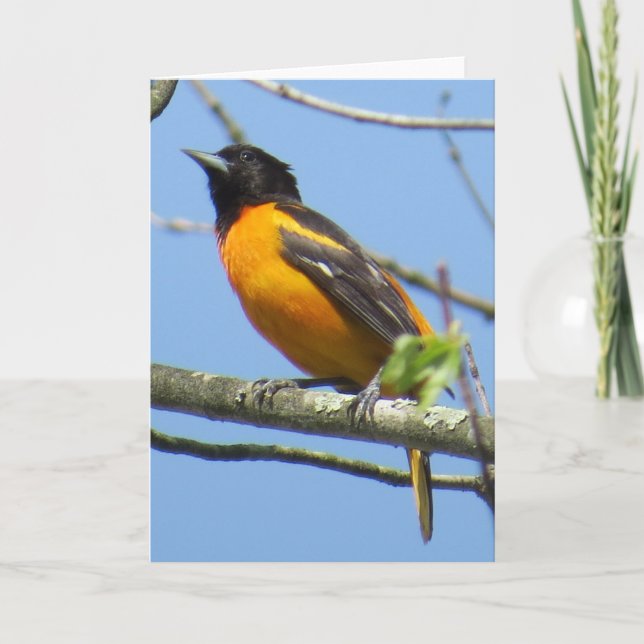 Cartão Baltimore Oriole Greeting Card (Frente)