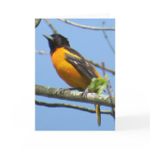 Baltimore Oriole Greeting Card