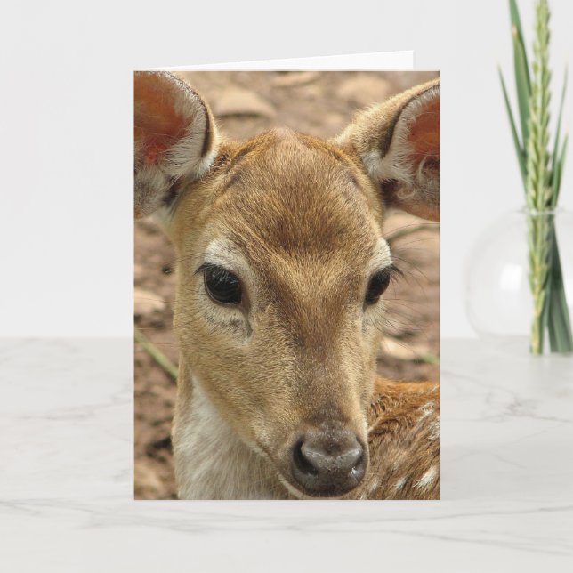 Cartão Bambi Deer Greeting Card (Frente)